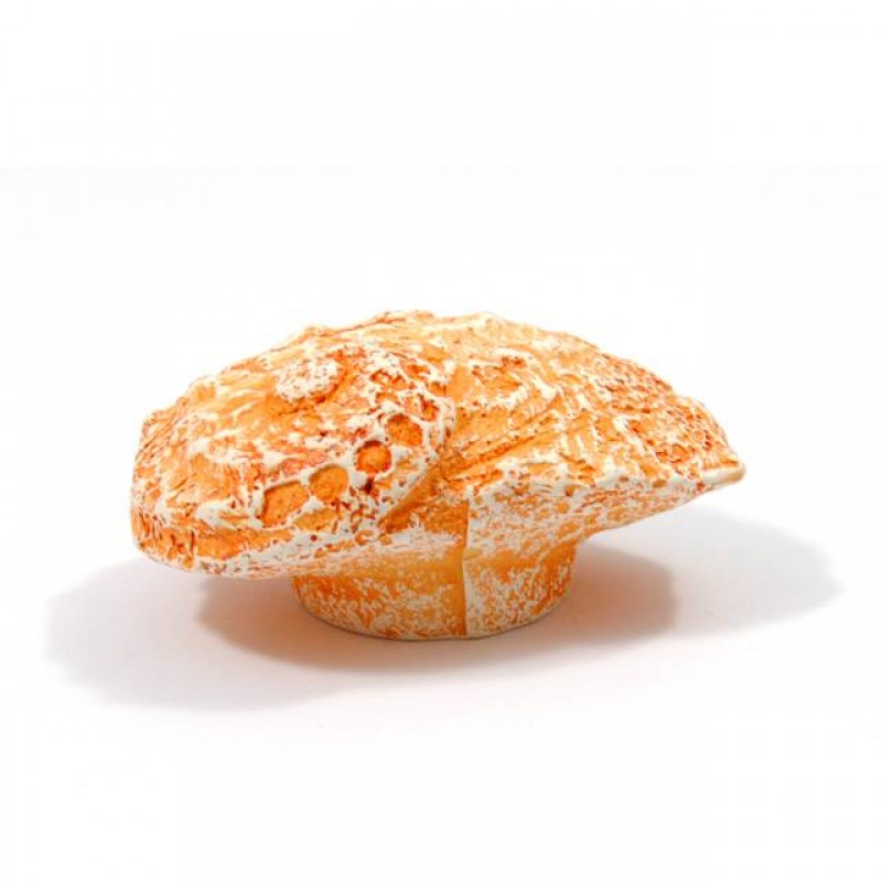 BIG SEASHELL FURNITURE KNOB